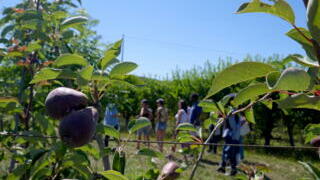 L'arboriculture en Ile-de-France